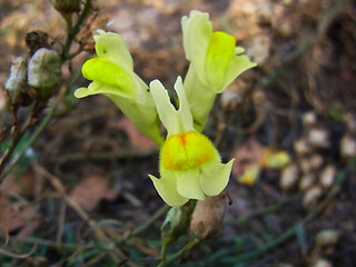 Linaria vulgaris