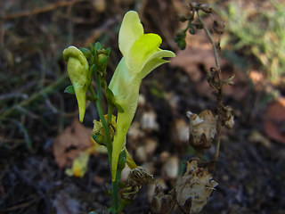 Linaria vulgaris