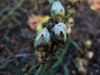 Linaria vulgaris