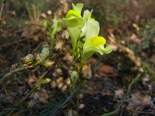 Linaria vulgaris