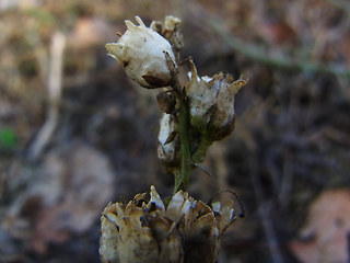 Linaria vulgaris