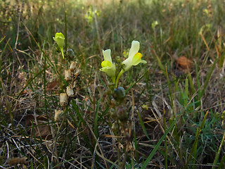 Linaria vulgaris