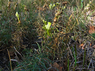 Linaria vulgaris