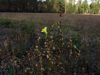 Linaria vulgaris