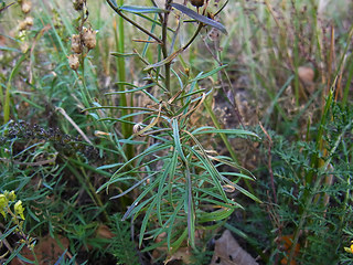 Linaria vulgaris