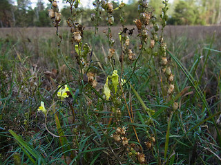 Linaria vulgaris