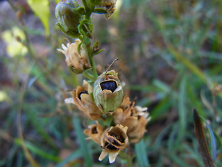 Linaria vulgaris