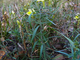 Linaria vulgaris