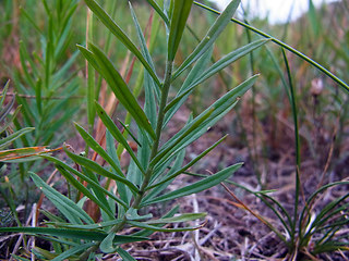 Linaria vulgaris