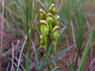 Linaria vulgaris