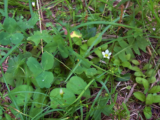 Linum catharticum