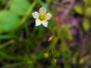 Linum catharticum