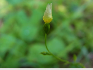 Linum catharticum