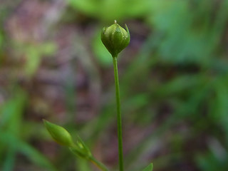 Linum catharticum