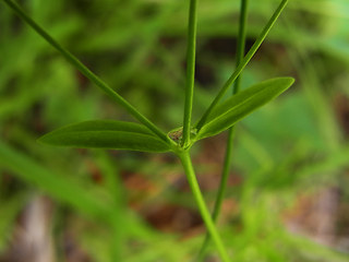 Linum catharticum