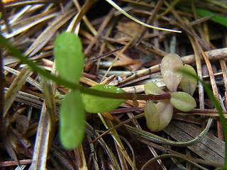 Linum catharticum