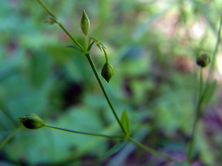 Linum catharticum