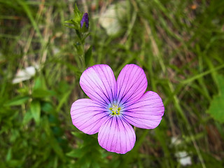 Linum viscosum