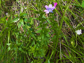 Linum viscosum