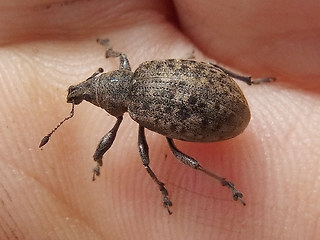 Liophloeus tessulatus