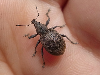 Liophloeus tessulatus