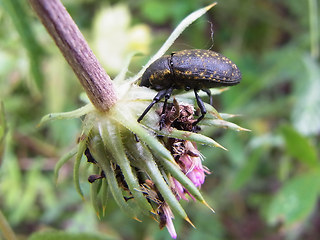 Liparus glabrirostris