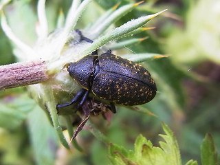 Liparus glabrirostris