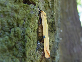 Lithosia quadra