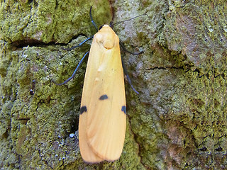 Lithosia quadra