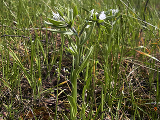 Lithospermum arvense