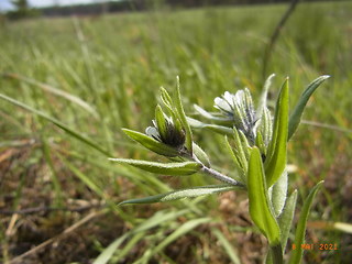 Lithospermum arvense