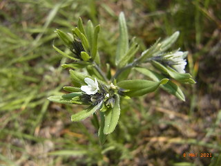 Lithospermum arvense