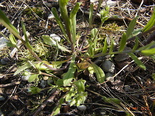 Lithospermum arvense