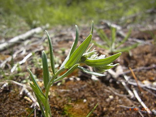 Lithospermum arvense
