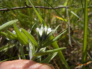 Lithospermum arvense