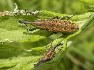 Lixus fasciculatus