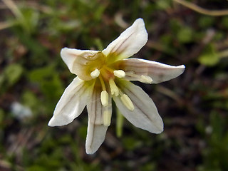 Lloydia serotina