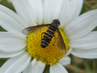 Lomatia lateralis