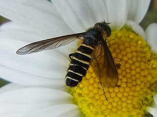 Lomatia lateralis