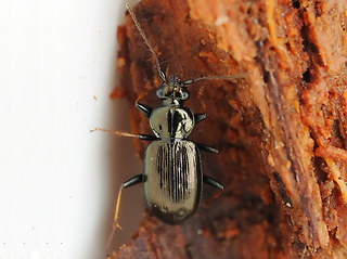Loricera pilicornis