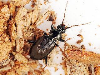 Loricera pilicornis