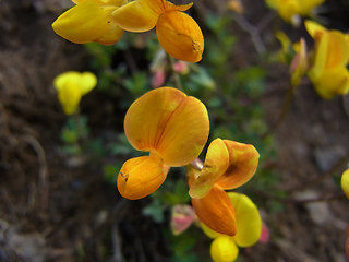 Lotus alpinus