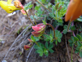 Lotus alpinus