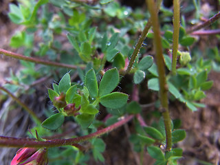 Lotus alpinus