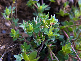 Lotus alpinus