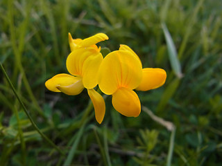 Lotus corniculatus