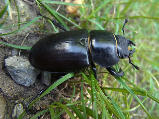 Lucanus cervus