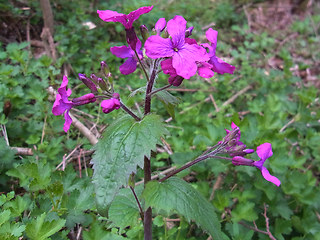 Lunaria annua