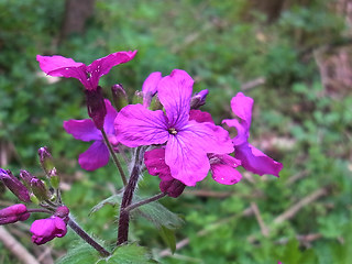 Lunaria annua