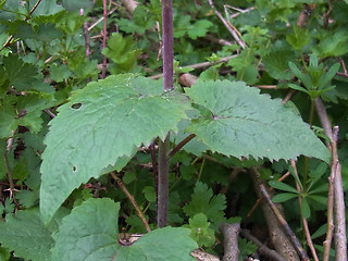 Lunaria annua